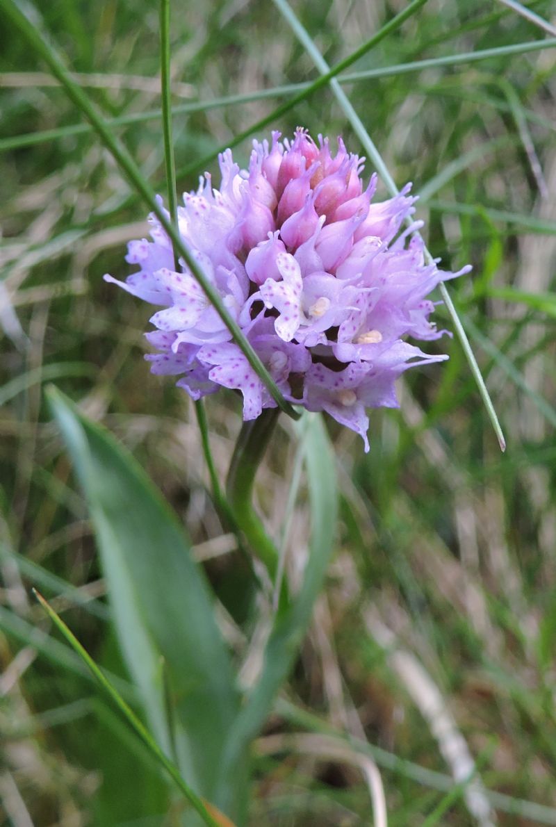 Piccola carrellata di orchidee - Valle Camonica